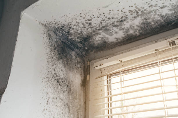Affordable Mold Removal solutions in Union City, GA